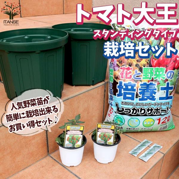 栽培セット トマト大王 スタンディングタイプ2個【野菜の苗 9cm〜10.5cmポット苗 実生苗／お...