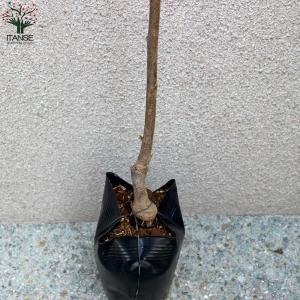 さくらんぼの苗木 アメリカンチェリー【果樹苗/...の詳細画像3