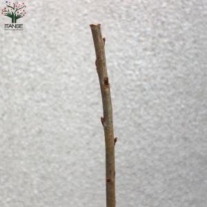 さくらんぼの苗木 アメリカンチェリー【果樹苗/...の詳細画像4