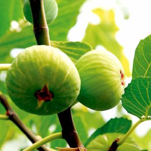 マカダミアナッツ バーモント種 取り木苗 7号スリット鉢植え : 苗木部