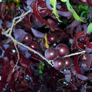 すももの苗木 紅葉スモモ【果樹の苗木 12〜15...の商品画像