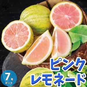 レモンの苗木 ピンクレモネード【果樹の苗木 7号...の商品画像