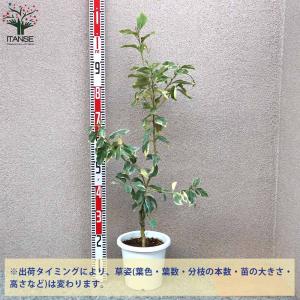 レモンの苗木 ピンクレモネード【果樹の苗木 7...の詳細画像1