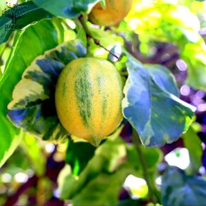 レモンの苗木 ピンクレモネード【果樹の苗木 7...の詳細画像5