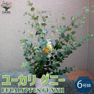 丸葉 ユーカリ（ポポラス） セメント シリンダー型 陶器鉢