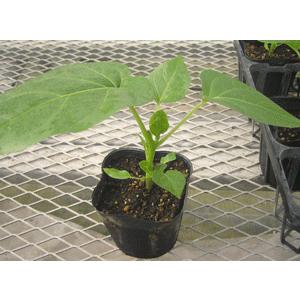 トマトの木 タマリロ の種子 約２０粒 種が大きいので結構簡単に蒔けます 送料無料 1 Itanse Shopooo By Gmo 通販 Yahoo ショッピング