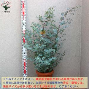 ユーカリの苗木 グニー【庭木 8号ポット/1個売り】の詳細画像1