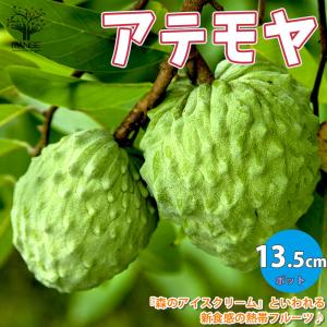 ITANSE アテモヤの苗木 熱帯果樹 果樹の苗木 接木苗 13.5cmセミロング