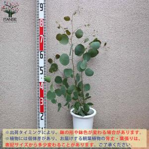 ユーカリ ポリアンセモス【庭木 6号鉢/1個売り】の詳細画像1