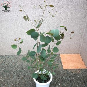 ユーカリ ポリアンセモス【庭木 6号鉢/1個売り】の詳細画像2
