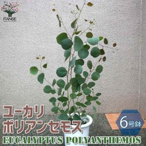ユーカリ ポリアンセモス【庭木 6号鉢/1個売り】の詳細画像4