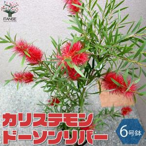 カリステモン ウィルダネスホワイト 花木苗 8号/1個売り ブラシノキ