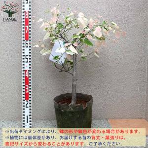 アメリカハナズオウ シルバークラウド【庭木 8...の詳細画像5