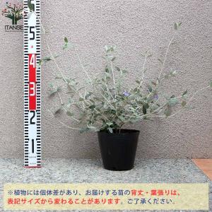ツリージャーマンダー 【庭木 5号鉢/1個売り】の詳細画像2