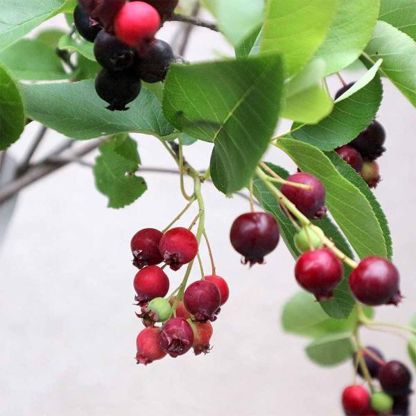 ジューンベリーの苗木 リージェント(矮性品種) 成木でも150cm程とコンパクト！【果樹の苗木 6号...