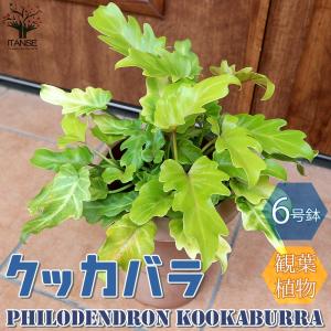 クッカバラ 観葉植物 の商品一覧 花 ガーデニング 通販 Yahoo ショッピング