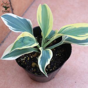 ホスタの苗木 ガーデンホスタ”オータムフロスト...の詳細画像2