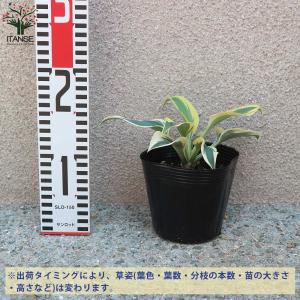 ホスタの苗木 ガーデンホスタ”オータムフロスト...の詳細画像5