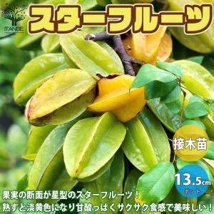 スターフルーツ（ゴレンシ） ：熱帯果樹苗 : 日本花卉ガーデンセンター