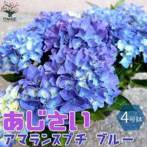 紫陽花 苗（その他花、ガーデニング）の商品一覧 | 花、ガーデニング 