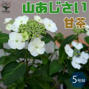 アジサイの苗 山アジサイ”甘茶”【庭木 4~5...の詳細画像1