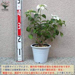 アジサイの苗 山アジサイ”甘茶”【庭木 4~5...の詳細画像2