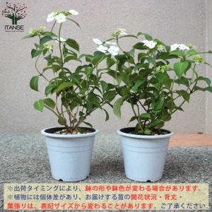 アジサイの苗 山アジサイ”甘茶”【庭木 4~5...の詳細画像3