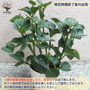 アジサイの苗 山アジサイ”甘茶”【庭木 4~5...の詳細画像4
