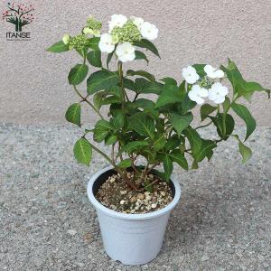 アジサイの苗 山アジサイ”甘茶”【庭木 4~5...の詳細画像5