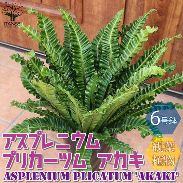 アスプレニウム プリカーツム・アカキ 【観葉植物 6号プラスチック鉢／1個売り】