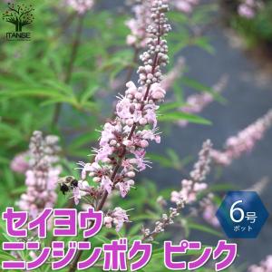 セイヨウニンジンボク ピンク【庭木 6号鉢/1...の詳細画像1
