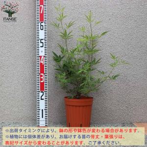 セイヨウニンジンボク ピンク【庭木 6号鉢/1...の詳細画像2