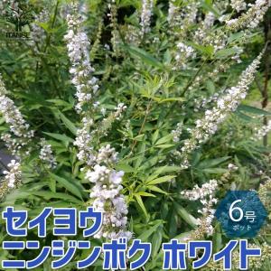 セイヨウニンジンボク ホワイト【庭木 6号鉢/1...の商品画像