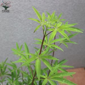 セイヨウニンジンボク ホワイト【庭木 6号鉢/...の詳細画像3