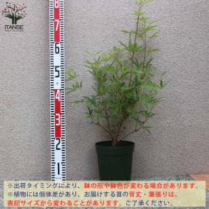 セイヨウニンジンボク ホワイト【庭木 6号鉢/...の詳細画像5