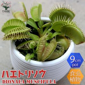 食虫植物 ハエ取草 ハエトリソウ 観葉植物 底面給水9cmポット 1個売り ハエトリソウ ネペンテス 虫取り ウツボカズラ 観葉植物 リビング オ 最安値 価格比較 Yahoo ショッピング 口コミ 評判からも探せる