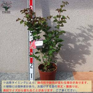 サルスベリの苗木 ダイナマイト【庭木 6号鉢M...の詳細画像1