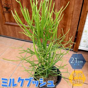 塊根植物：アデニア ペチュエリー*幅15cm 現品！一品限り : 遊恵盆栽