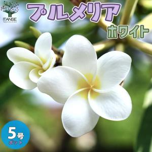 プルメリアの苗 熱帯花木苗【庭木 5号鉢/1個売り】の詳細画像1