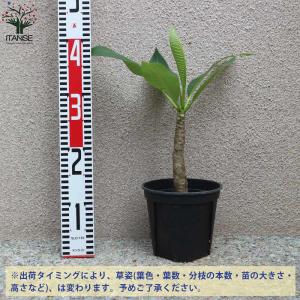 プルメリアの苗 熱帯花木苗【庭木 5号鉢/1個売り】の詳細画像2