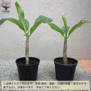 プルメリアの苗 熱帯花木苗【庭木 5号鉢/1個売り】の詳細画像3