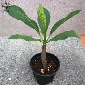 プルメリアの苗 熱帯花木苗【庭木 5号鉢/1個売り】の詳細画像4