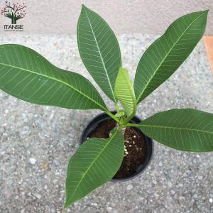 プルメリアの苗 熱帯花木苗【庭木 5号鉢/1個売り】の詳細画像5