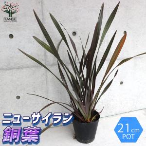 ニューサイラン(入才蘭)の苗【庭木 銅葉の大苗...の詳細画像1