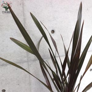 ニューサイラン(入才蘭)の苗【庭木 銅葉の大苗...の詳細画像5