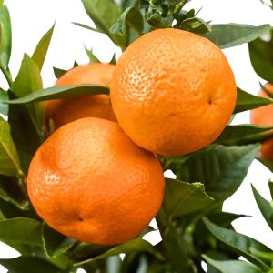 みかんの花が咲かない 花 ガーデニング の商品一覧 通販 Yahoo ショッピング