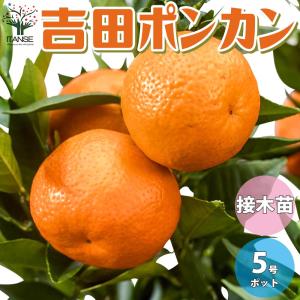 柑橘の苗 吉田ポンカン【果樹苗/15cmポット...の詳細画像1