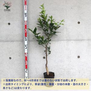 柑橘の苗 吉田ポンカン【果樹苗/15cmポット...の詳細画像2
