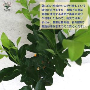柑橘の苗 吉田ポンカン【果樹苗/15cmポット...の詳細画像4
