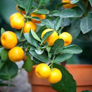 種無しみかんの木 桜島小みかん 約1.5m 現品発送 特大株 植木 苗木